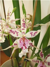 4b4b8244-Picture 015.jpg
